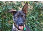 Adopt Angel a Brown/Chocolate - with Black German Shepherd Dog / Mixed dog in