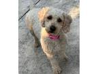 Adopt Bella D6694 a White Cockapoo / Mixed dog in Fremont, CA (38919212)