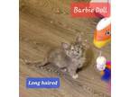 Adopt Barbie Doll a Calico / Mixed (long coat) cat in Aurora, CO (38956847)