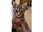 Adopt Flash a Domestic Shorthair / Mixed (short coat) cat in Aurora