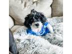 Adopt Ricotta a Black King Charles Spaniel / Poodle (Toy or Tea Cup) / Mixed dog