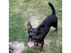 Adopt Lance Cumson a Black Mixed Breed (Medium) / Mixed dog in Beaumont