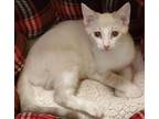 Adopt Cloud a Cream or Ivory (Mostly) Domestic Shorthair / Mixed (short coat)