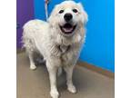 Adopt BLANCHE a Great Pyrenees