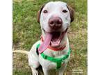 Adopt Bovine a White - with Tan, Yellow or Fawn American Pit Bull Terrier /