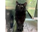 Adopt Saturn a All Black Domestic Mediumhair / Mixed cat in Baltimore