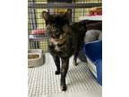 Adopt Turtle a Domestic Shorthair / Mixed (short coat) cat in Maumelle