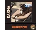 Adopt KARMA #4 a Brindle - with White Cane Corso / Mixed dog in Chandler