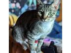 Adopt Druella a Brown or Chocolate Domestic Shorthair / Mixed cat in