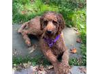 Adopt Piper a Red/Golden/Orange/Chestnut Goldendoodle dog in Berkeley Heights