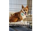 Adopt Tommy a Corgi dog in Windsor, CO (39049405)