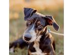 Adopt Dahlia- pending a Black - with Brown, Red, Golden, Orange or Chestnut