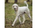 Adopt Normand a Tan/Yellow/Fawn Standard Poodle dog in Whitby, ON (38938301)