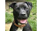 Adopt Tipsy a Brindle Mixed Breed (Medium) / Labrador Retriever dog in Chapel