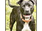 Adopt Tipsy a Brindle Mixed Breed (Medium) / Labrador Retriever dog in Chapel