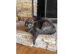 Adopt Rico & Milo a Gray or Blue Domestic Mediumhair / Mixed (medium coat) cat