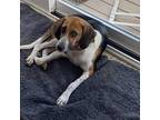 Adopt Dori a Tricolor (Tan/Brown & Black & White) Treeing Walker Coonhound /