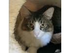 Adopt Sven a Gray or Blue Domestic Mediumhair / Mixed cat in Lakewood