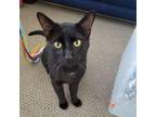 Adopt Romeo a All Black Domestic Shorthair / Mixed cat in Lakewood