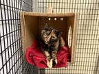 Adopt Pixieland a Domestic Shorthair / Mixed (short coat) cat in Raleigh