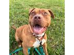 Adopt Cardi a Pit Bull Terrier / Mixed dog in Aldie, VA (39100451)