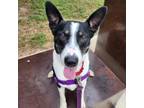 Adopt MELODY a Cattle Dog, Pointer