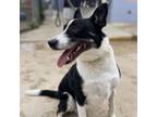 Adopt MELODY a Cattle Dog, Pointer