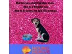 Adopt Barbie a Black Beagle / Mixed dog in Austin, TX (38951765)
