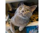 Adopt Tommy Boy a Gray or Blue Domestic Shorthair / Mixed cat in Mankato