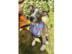 Adopt Sadie Kay a American Pit Bull Terrier / Mixed dog in Germantown