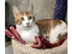 Adopt Ellis a Orange or Red Domestic Shorthair / Mixed (short coat) cat in
