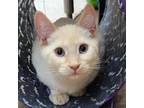 Adopt Ross bonded with Rick a White Domestic Mediumhair / Mixed cat in