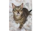 Adopt Bella a Brown Tabby Domestic Shorthair / Mixed (short coat) cat in