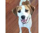 Adopt Gypsy Marie a White - with Tan, Yellow or Fawn Beagle / Foxhound / Mixed