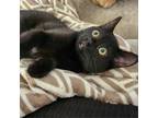 Adopt Miracle a All Black Domestic Shorthair / Mixed cat in Lyndhurst