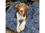 Adopt Sammy a Red/Golden/Orange/Chestnut - with White Retriever (Unknown Type) /