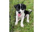 Adopt Sophie a White - with Black Retriever (Unknown Type) / Mixed dog in