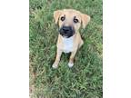 Adopt Hashbrown a Tan/Yellow/Fawn - with Black Retriever (Unknown Type) / Cattle