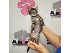 Adopt Cobwebs a Brown or Chocolate American Shorthair / Mixed cat in Milton