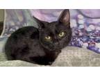 Adopt DARTH a Domestic Shorthair / Mixed (short coat) cat in Wintersville