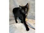 Adopt C-Noodle a Domestic Shorthair / Mixed (short coat) cat in Jacksonville
