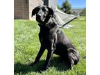 Adopt Tahoe a Black Labrador Retriever / Great Dane dog in Mooresville