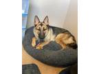 Adopt Max a Tan/Yellow/Fawn - with Black German Shepherd Dog dog in Castle Rock