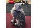 Adopt Jessica Jones a Gray, Blue or Silver Tabby Domestic Shorthair / Mixed