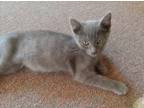 Adopt Leroy a Gray or Blue Domestic Shorthair (short coat) cat in South Bend