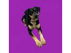 Adopt TUSC-Stray-tu797 a Labrador Retriever, Hound