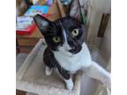 Adopt Star a Black & White or Tuxedo Domestic Shorthair / Mixed (short coat) cat