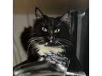 Adopt Midnight a Black & White or Tuxedo Domestic Longhair / Mixed (long coat)