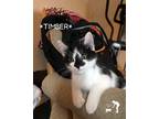 Adopt Timber a Black & White or Tuxedo Domestic Shorthair (short coat) cat in