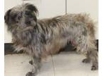 Adopt Toto a Yorkshire Terrier, Terrier
